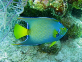 66 Queen Triggerfish IMG 3545